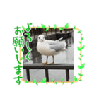 かわいい動物ですネ（個別スタンプ：3）