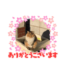 かわいい動物ですネ（個別スタンプ：5）