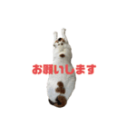 三毛猫なつの日常（個別スタンプ：1）