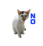 三毛猫なつの日常（個別スタンプ：4）