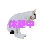 三毛猫なつの日常（個別スタンプ：5）