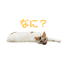三毛猫なつの日常（個別スタンプ：6）