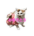 三毛猫なつの日常（個別スタンプ：7）