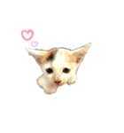 三毛猫なつの日常（個別スタンプ：8）