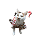 三毛猫なつの日常（個別スタンプ：10）