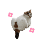 三毛猫なつの日常（個別スタンプ：11）