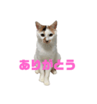 三毛猫なつの日常（個別スタンプ：12）
