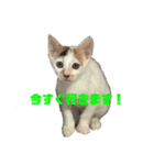 三毛猫なつの日常（個別スタンプ：16）
