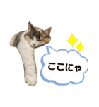 くるみにゃんこ（個別スタンプ：8）