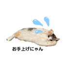 くるみにゃんこ（個別スタンプ：10）