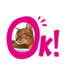 猫 アビシニアン Cat  Abyssinian ファラオ（個別スタンプ：2）