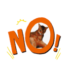 猫 アビシニアン Cat  Abyssinian ファラオ（個別スタンプ：3）