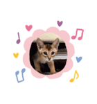 猫 アビシニアン Cat  Abyssinian ファラオ（個別スタンプ：4）
