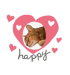 猫 アビシニアン Cat  Abyssinian ファラオ（個別スタンプ：5）