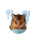 猫 アビシニアン Cat  Abyssinian ファラオ（個別スタンプ：8）