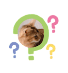 猫 アビシニアン Cat  Abyssinian ファラオ（個別スタンプ：9）