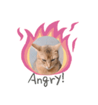 猫 アビシニアン Cat  Abyssinian ファラオ（個別スタンプ：10）