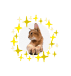 猫 アビシニアン Cat  Abyssinian ファラオ（個別スタンプ：12）