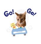 猫 アビシニアン Cat  Abyssinian ファラオ（個別スタンプ：16）