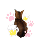 猫 アビシニアン Cat  Abyssinian ファラオ（個別スタンプ：17）