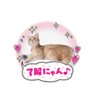 猫 アビシニアン Cat  Abyssinian ファラオ（個別スタンプ：18）