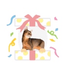 猫 アビシニアン Cat  Abyssinian ファラオ（個別スタンプ：19）
