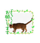 猫 アビシニアン Cat  Abyssinian ファラオ（個別スタンプ：22）