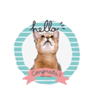 猫 アビシニアン Cat  Abyssinian ファラオ（個別スタンプ：23）