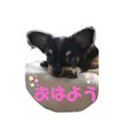 トロのあいさつ（個別スタンプ：1）