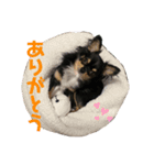 トロのあいさつ（個別スタンプ：7）