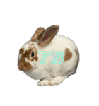ミニレッキスのだいふくちゃん（個別スタンプ：2）