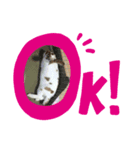 ミニレッキスのだいふくちゃん（個別スタンプ：4）