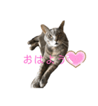 あいらぶスーちゃん（個別スタンプ：5）