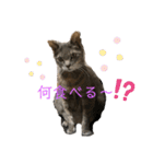 あいらぶスーちゃん（個別スタンプ：9）