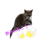 あいらぶスーちゃん（個別スタンプ：29）