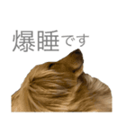 ありすのにちじょう（個別スタンプ：6）