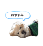 たからっぴ（個別スタンプ：3）