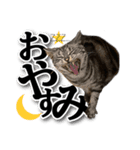 実写！ アメショ兄妹キースとミウの猫ライフ（個別スタンプ：2）