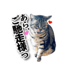 実写！ アメショ兄妹キースとミウの猫ライフ（個別スタンプ：3）