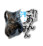 実写！ アメショ兄妹キースとミウの猫ライフ（個別スタンプ：4）