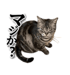 実写！ アメショ兄妹キースとミウの猫ライフ（個別スタンプ：5）