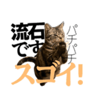実写！ アメショ兄妹キースとミウの猫ライフ（個別スタンプ：6）