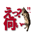 実写！ アメショ兄妹キースとミウの猫ライフ（個別スタンプ：7）