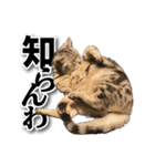 実写！ アメショ兄妹キースとミウの猫ライフ（個別スタンプ：8）