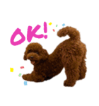 ショウガのまいにち（個別スタンプ：1）