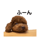 ショウガのまいにち（個別スタンプ：5）