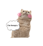 こーすけくん(猫)スタンプ（個別スタンプ：2）