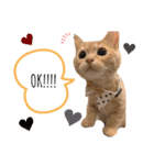 こーすけくん(猫)スタンプ（個別スタンプ：4）