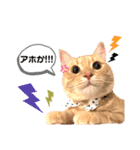 こーすけくん(猫)スタンプ（個別スタンプ：5）