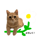 こーすけくん(猫)スタンプ（個別スタンプ：6）